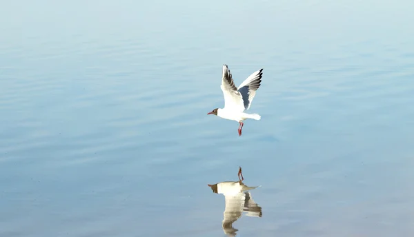 Ave gaviota en vuelo — Foto de Stock