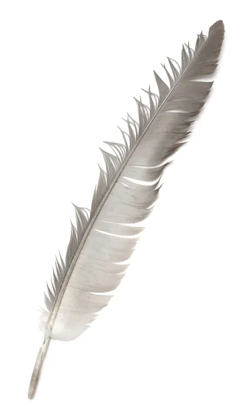 Pena de um pássaro em um fundo branco — Fotografia de Stock