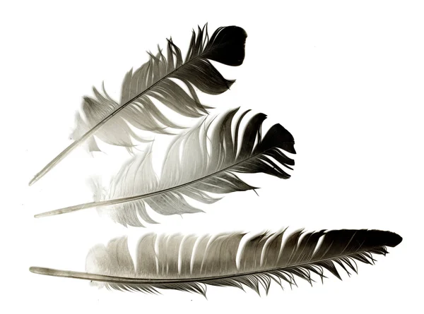Перо птицы на белом фоне — стоковое фото