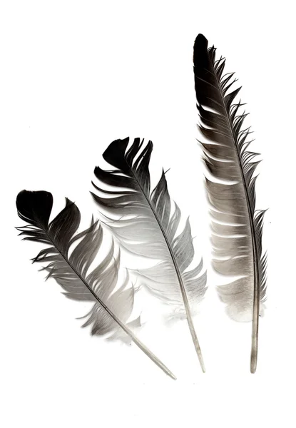 Pluma de un pájaro sobre un fondo blanco — Foto de Stock