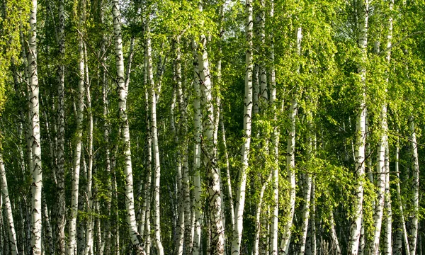 Bosque de abedul verde en la primavera — Foto de Stock