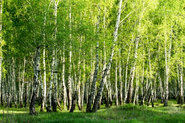 Зеленый березовый лес весной — стоковое фото