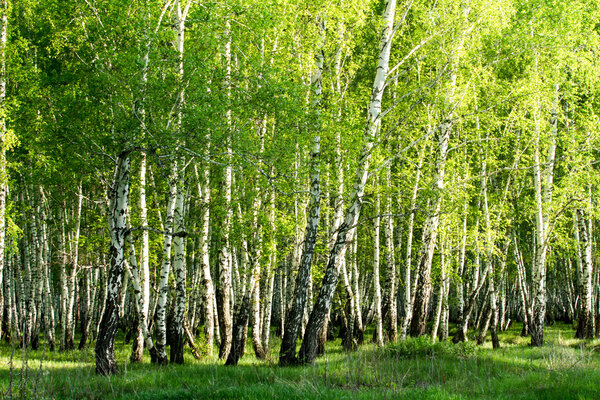 green birch forest in the spring