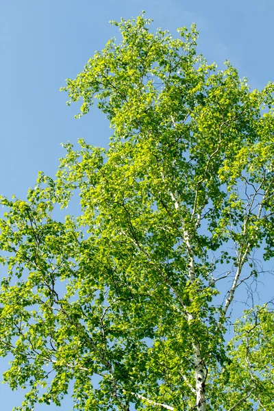 Зелений березовий ліс навесні — стокове фото