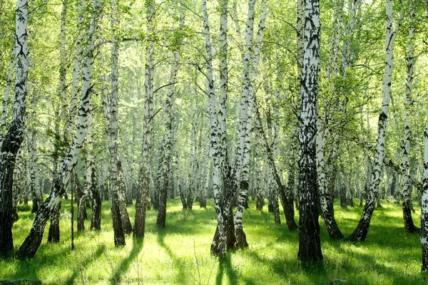 Green birch forest in the spring — Stock Photo, Image