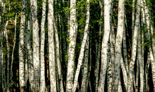 Green birch forest in the spring — Stock Photo, Image