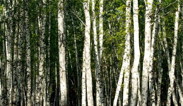 Forêt de bouleaux verts au printemps — Photo