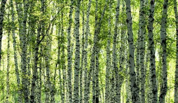 Forêt de bouleaux verts au printemps — Photo