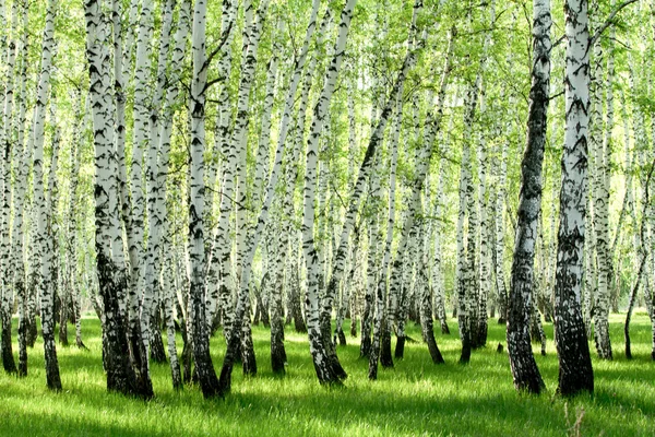 Green birch forest in the spring — Stock Photo, Image