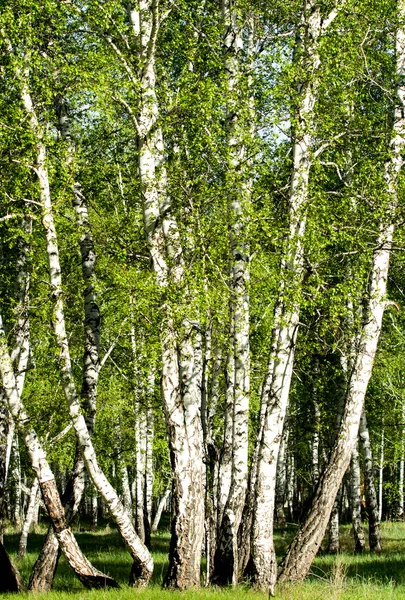 Green birch forest in the spring — Stock Photo, Image