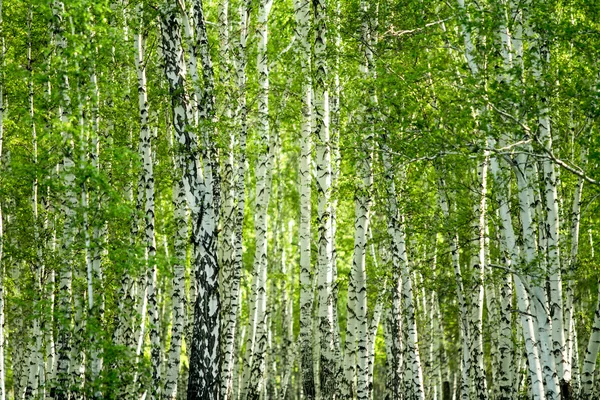 Green birch forest in the spring — Stock Photo, Image