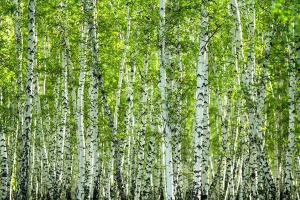 Floresta de vidoeiro verde na primavera — Fotografia de Stock