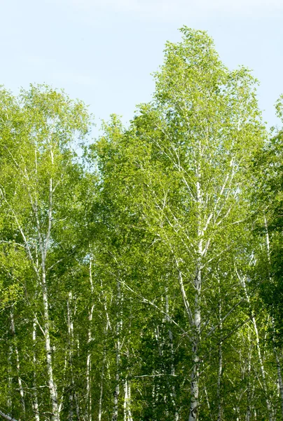 Bosque de abedul verde en la primavera — Foto de Stock