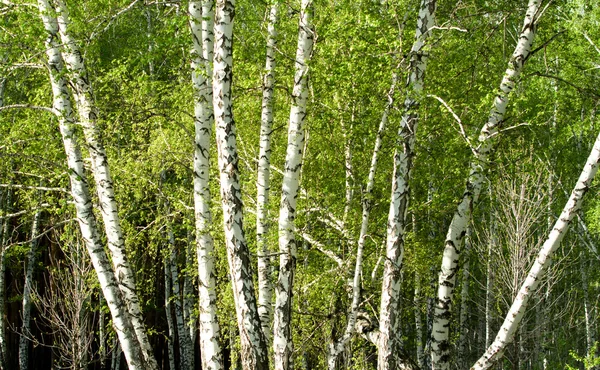 Forêt de bouleaux verts au printemps — Photo