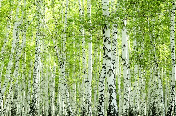 Green birch forest in the spring — Stock Photo, Image