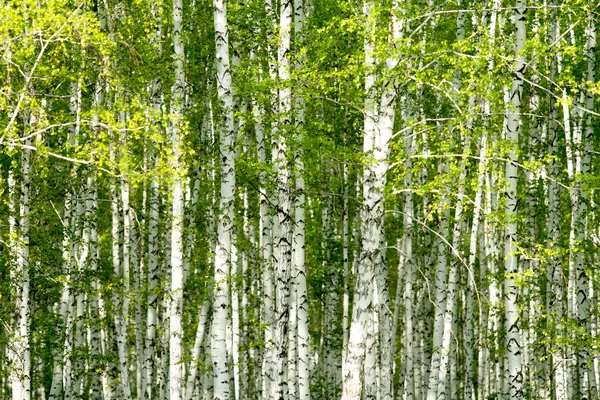 Зелений березовий ліс навесні — стокове фото