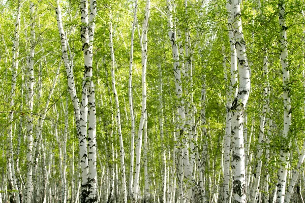 봄에 자라는 푸른 자작나무 숲 — 스톡 사진
