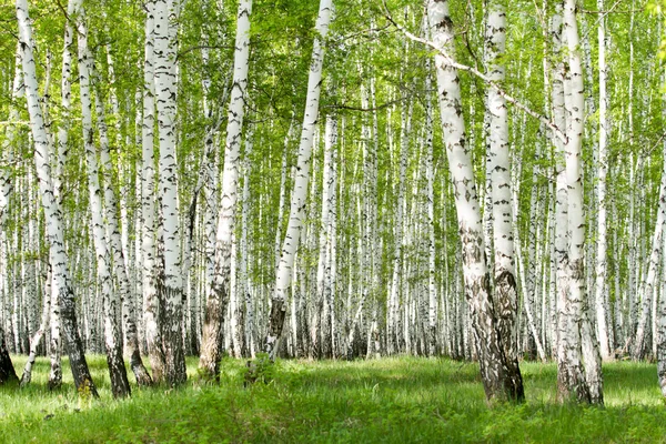 Green birch forest in the spring — Stock Photo, Image