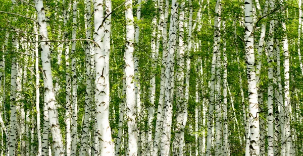 Green birch forest in the spring — Stock Photo, Image