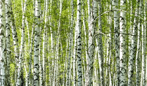 Floresta de vidoeiro verde na primavera — Fotografia de Stock