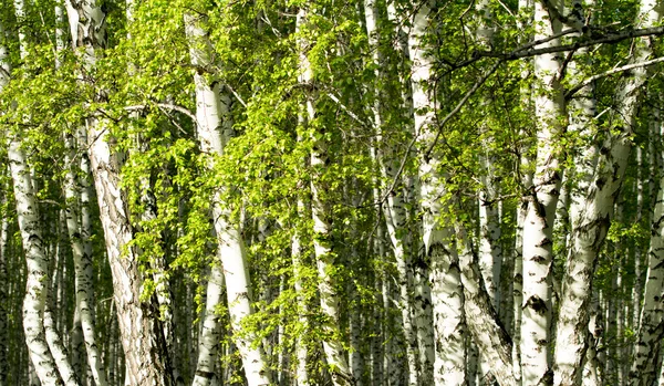 Bosque de abedul verde en la primavera — Foto de Stock