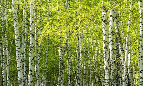 Floresta de vidoeiro verde na primavera — Fotografia de Stock