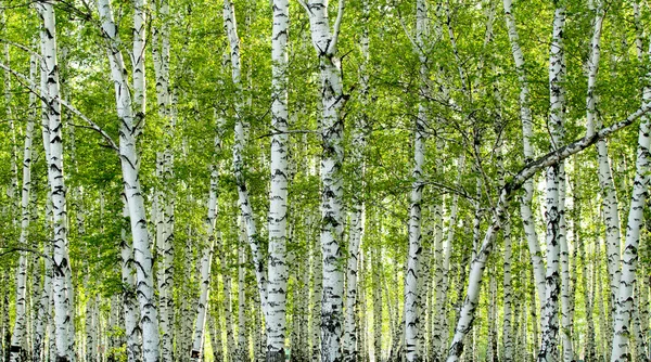 Green birch forest in the spring — Stock Photo, Image