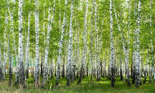Зеленый березовый лес весной — стоковое фото