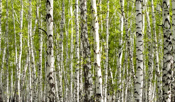 Baharda yeşil huş ağacı ormanı — Stok fotoğraf