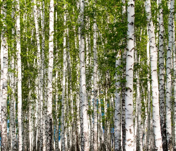 Зелений березовий ліс навесні — стокове фото