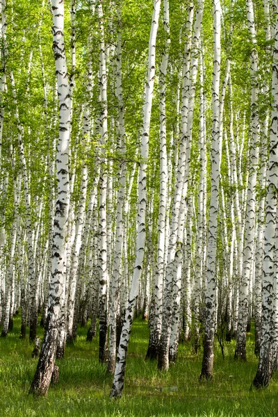 Bosque de abedul verde en la primavera — Foto de Stock
