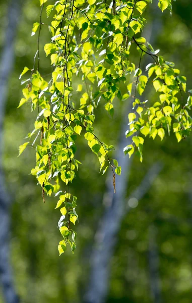 Zelený březový les na jaře — Stock fotografie