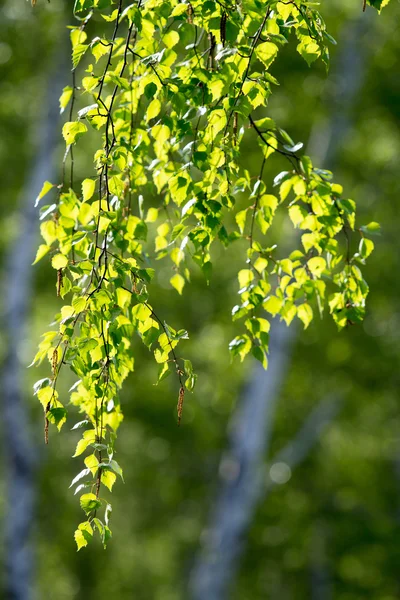Foresta di betulle verde in primavera — Foto Stock