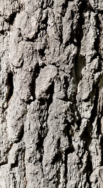 Vecchia corteccia di betulla — Foto Stock