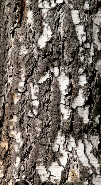 Vecchia corteccia di betulla — Foto Stock