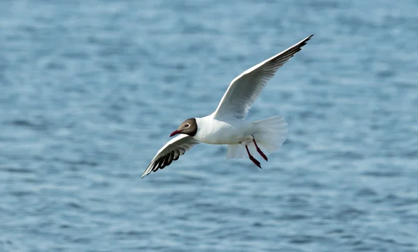 Mås fågel i flykt närbild — Stockfoto