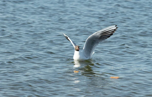 Pájaro gaviota en vuelo de cerca —  Fotos de Stock