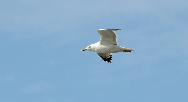 Oiseau de mouette en vol gros plan — Photo