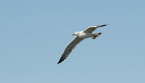 Oiseau de mouette en vol gros plan — Photo