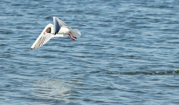 Pájaro gaviota en vuelo de cerca — Foto de Stock