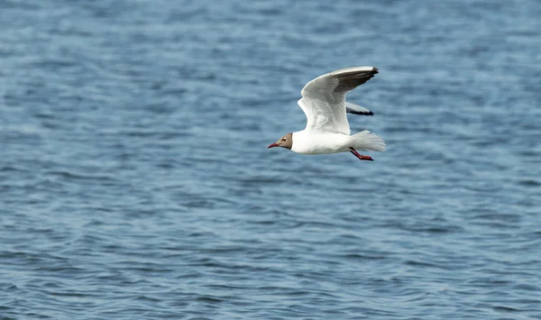 Aves da gaivota em close-up de voo — Fotografia de Stock