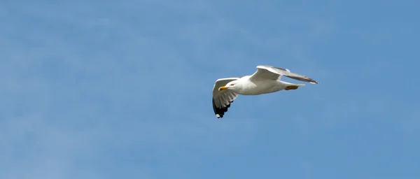 Oiseau de mouette en vol gros plan — Photo