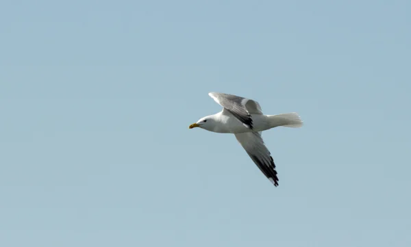 Oiseau de mouette en vol gros plan — Photo