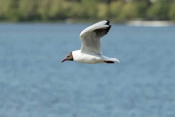 Seagull bird in flight close-up — Stock Photo, Image