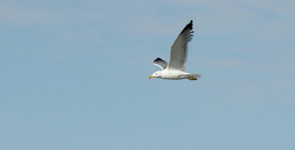 Oiseau de mouette en vol gros plan — Photo