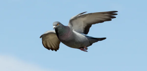 Dove in flight against — Stock Photo, Image