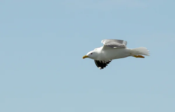 Oiseau de mouette en vol gros plan — Photo