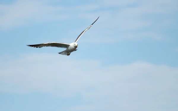 Oiseau de mouette en vol gros plan — Photo