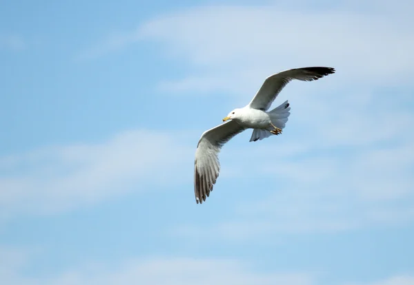 Oiseau de mouette en vol gros plan — Photo