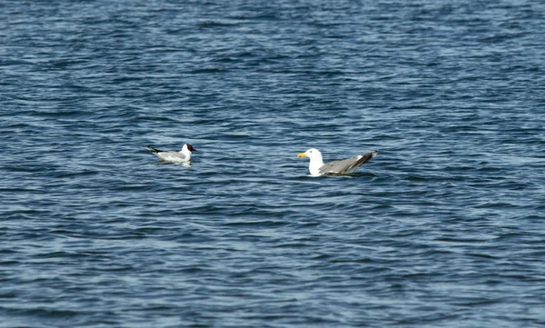 Mås fågel i flykt närbild — Stockfoto